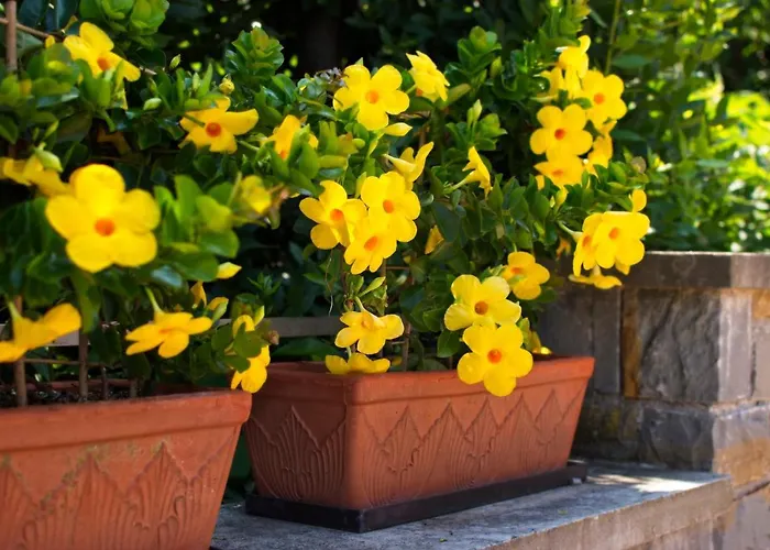 게스트하우스 Sea View Opara 3*